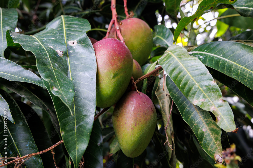 Mango on a tree on Madeira Island, Portugal