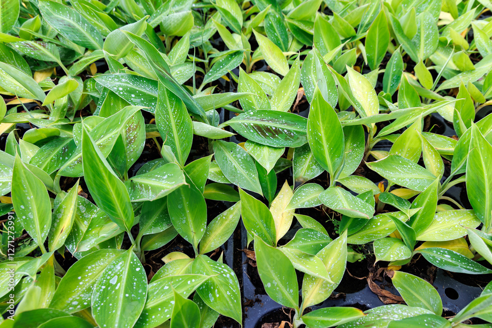 Banana seedlings in greenhouse of banana plantation on Madeira Island in Portugal