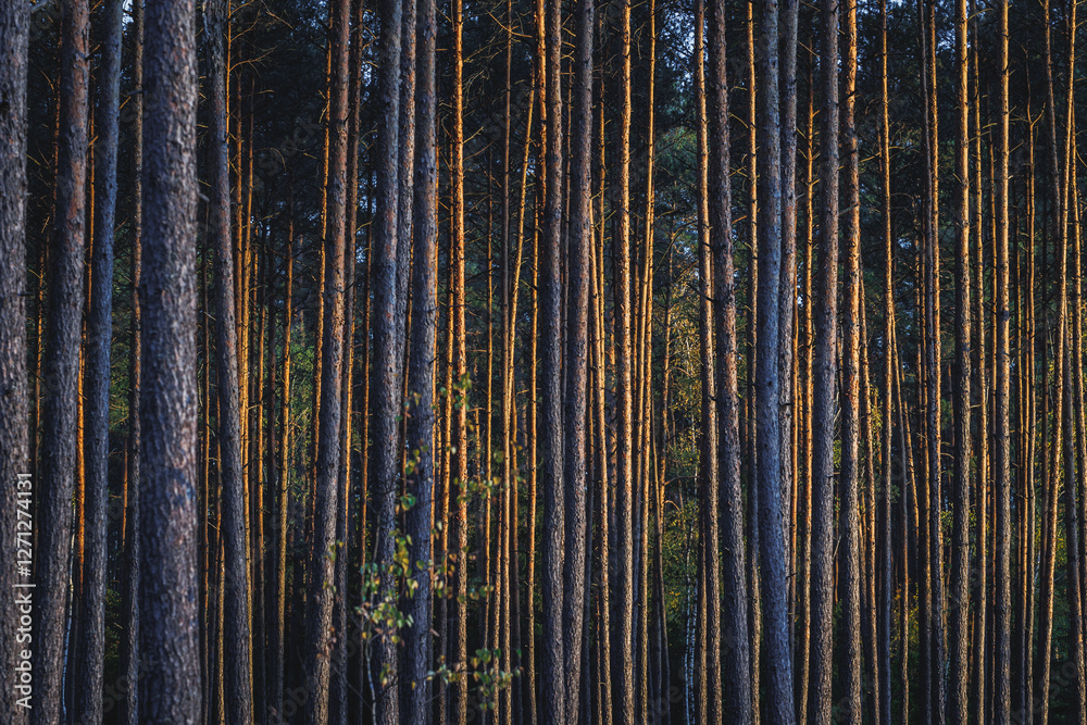 Evening in forest in area of Lochow town, Masovia region of Poland