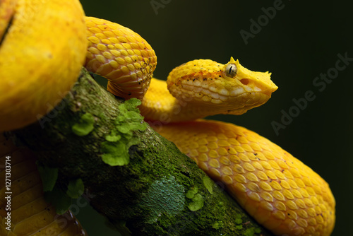 Bothriechis schlegelii, known commonly as the highland eyelash-pitviper or Schlegel's eyelash-pitviper, portrait. Portrait of a poisonous yellow snake.