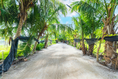 Palm alley on the island of...