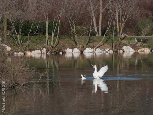 goose, bird, animal, nature, flight, breeding, ornithology, spri photo