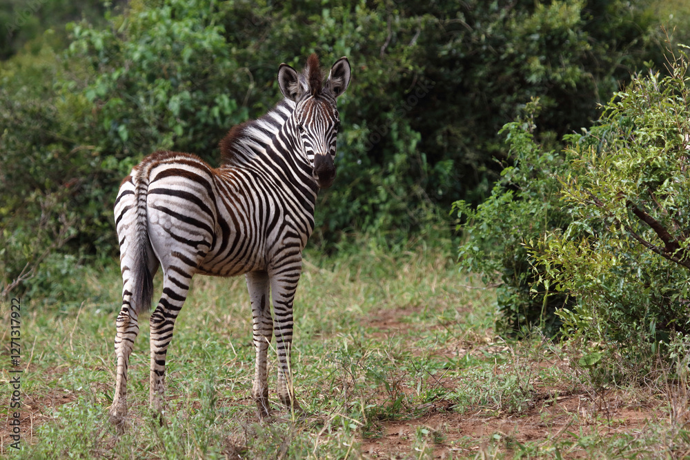 Steppenzebra / Burchell's zebra / Equus quagga burchellii. Steppenzebra / Burchell's zebra / Equus quagga burchellii.