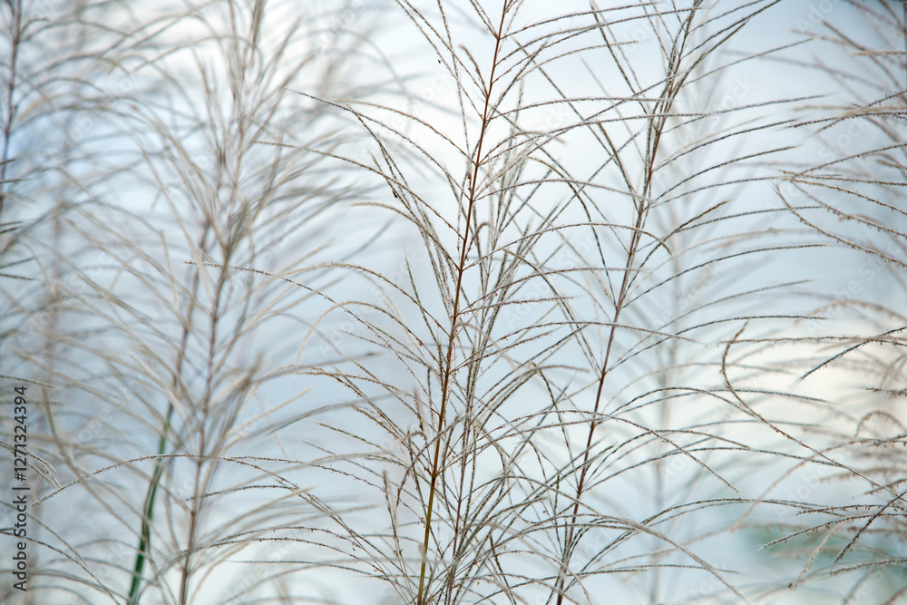 Delicate Grasses with Soft Focus Against a Light Background Delicate Grasses with Soft Focus Against a Light Background