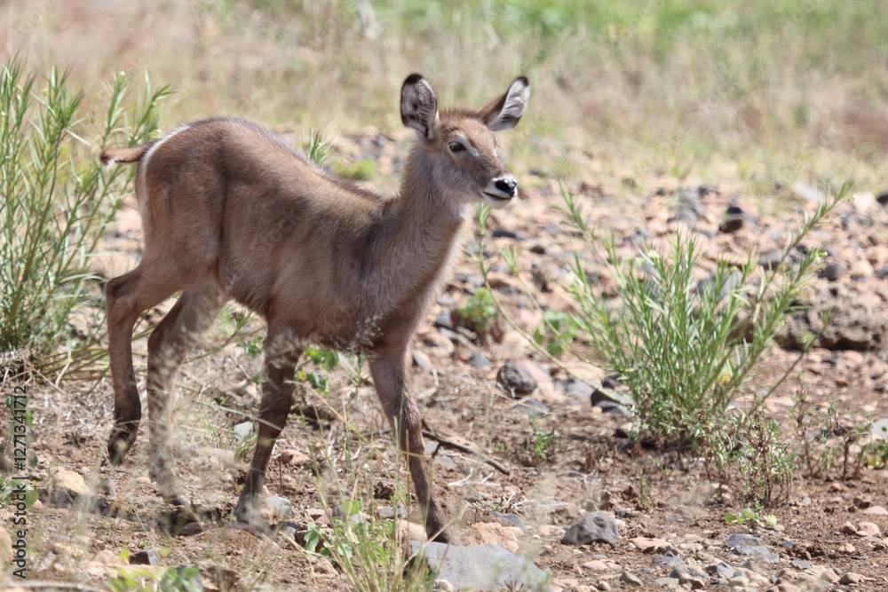 Wasserbock / Waterbuck / Kobus ellipsiprymnus.. Wasserbock / Waterbuck / Kobus ellipsiprymnus..