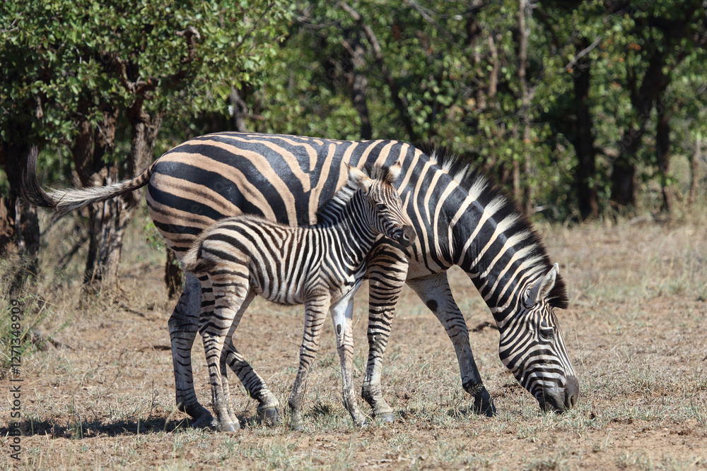 Steppenzebra / Burchell's zebra / Equus quagga burchellii. Steppenzebra / Burchell's zebra / Equus quagga burchellii.