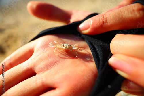 Tableau sur toile hands with cuty minimam crab