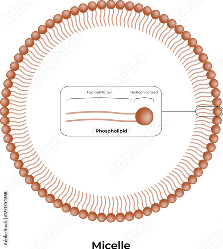 Micelle Structure Design Vector Illustration