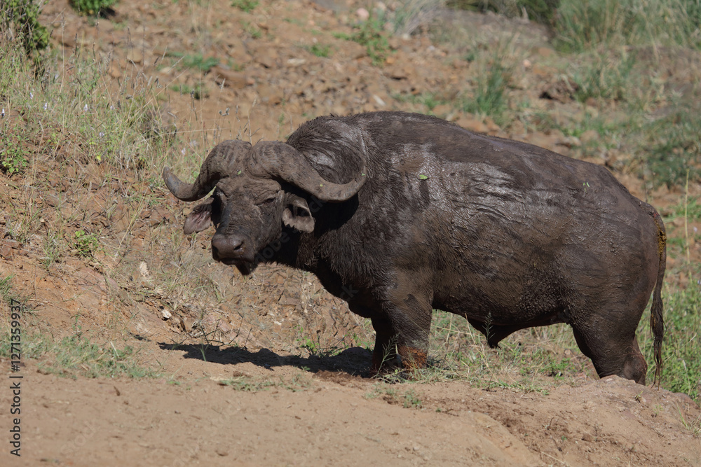 Fototapeta premium Kaffernbüffel / African buffalo / Syncerus caffer