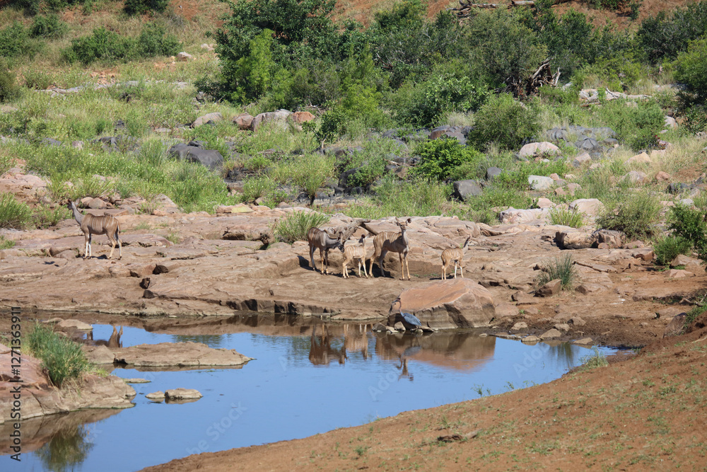 Großer Kudu / Greater kudu / Tragelaphus strepsiceros Großer Kudu / Greater kudu / Tragelaphus strepsiceros