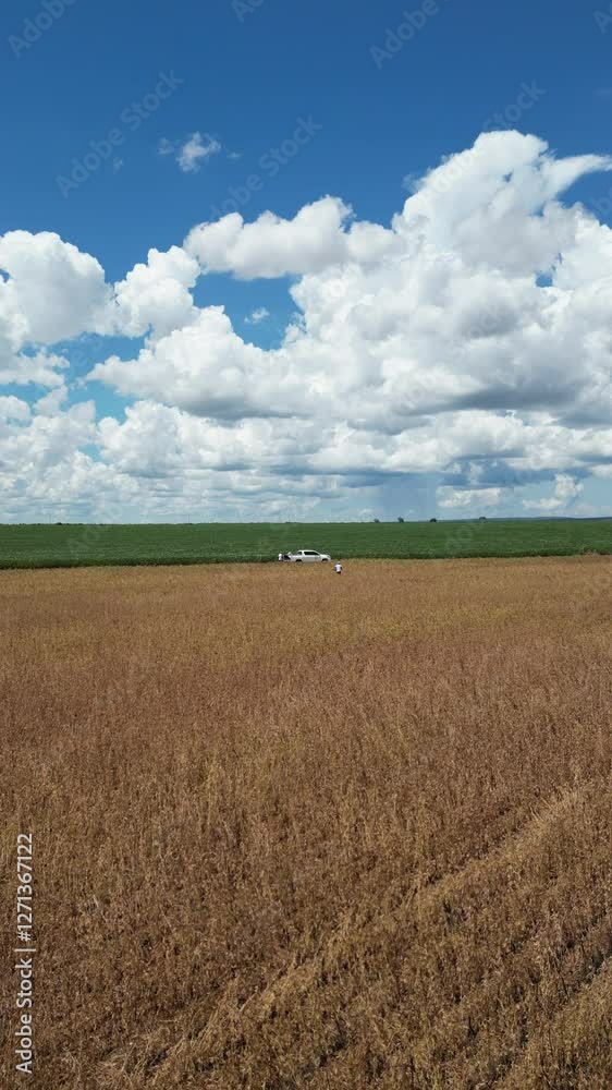 making great green and with soybeans for collections, very beautiful space in Brazil (fazendo grande verde e com soja para coletas, muito lindo o espaço no brasil) making great green and with soybeans for collections, very beautiful space in Brazil (fazendo grande verde e com soja para coletas, muito lindo o espaço no brasil)