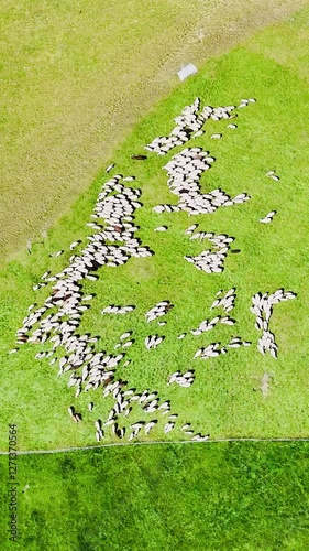 Aerial footage of a herd of sheep grazing in the sunny pasture in La Lechere, France photo