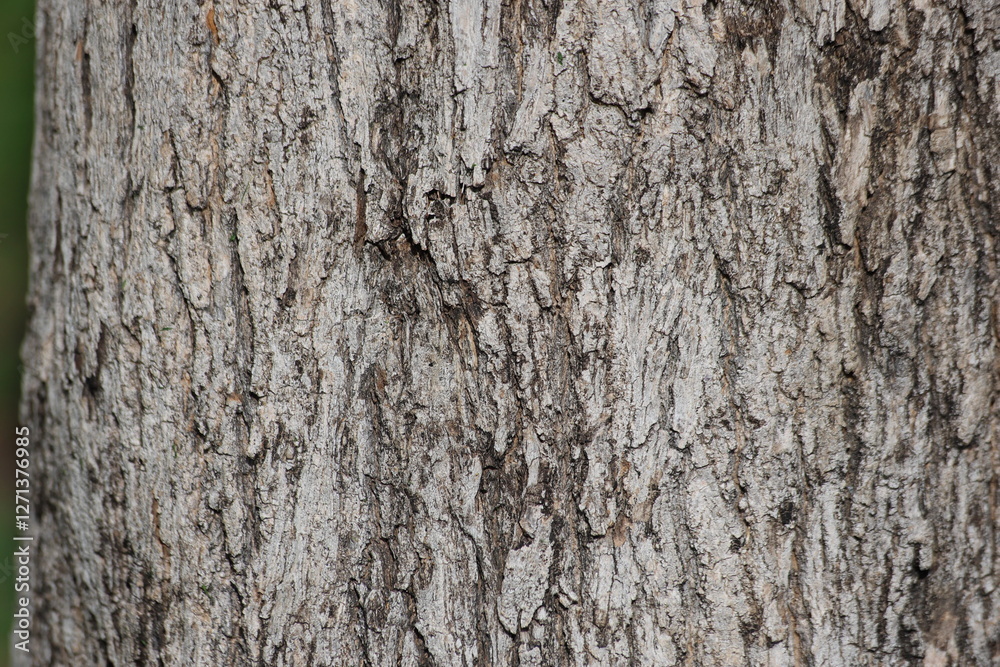 bark texture of Wax-leaf privet (Ligustrum japonicum) bark texture of Wax-leaf privet (Ligustrum japonicum)