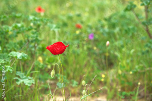 red poppy blooming among wild alpine  flowers n a meadow in alpine mountain