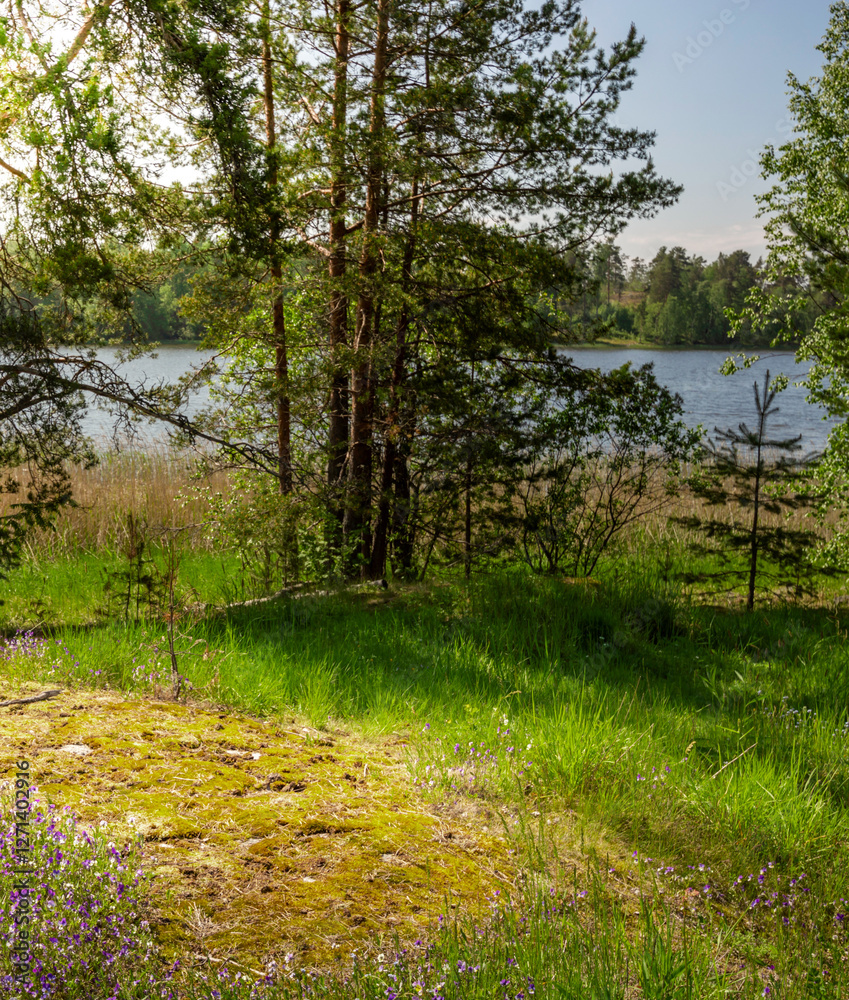 Obraz premium Peaceful scene of a lake surrounded by trees and grass