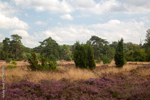 Heathland with  Common Jupiper (Juniperus communis), Dutch Dwingelderveld National Park; Drenthe, Netherlands photo
