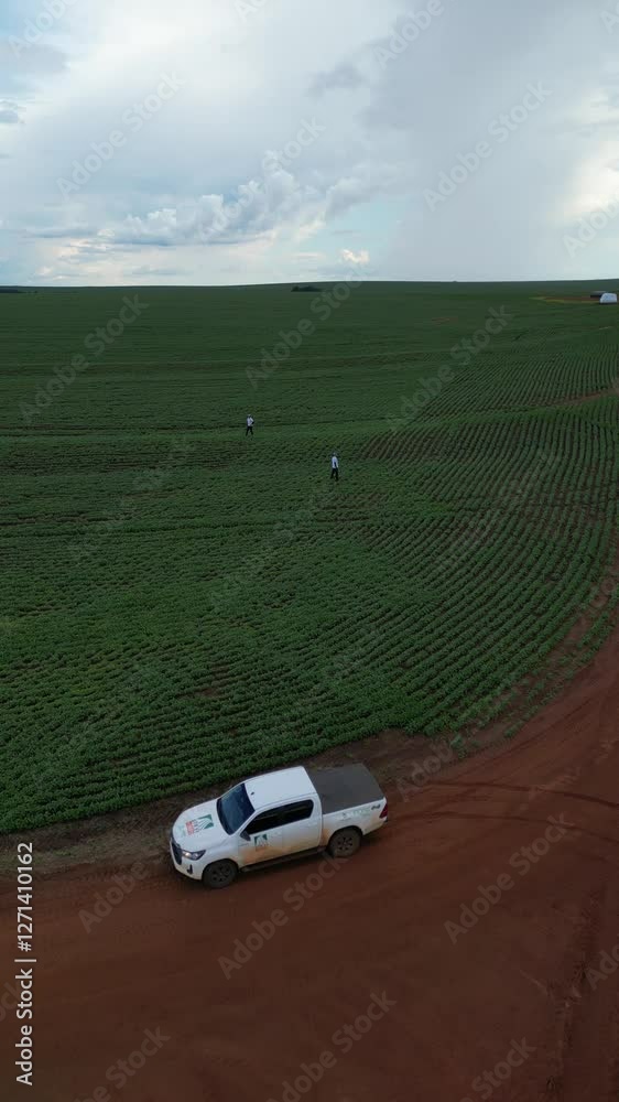 making great green and with soybeans for collections, very beautiful space in Brazil (fazendo grande verde e com soja para coletas, muito lindo o espaço no brasil)