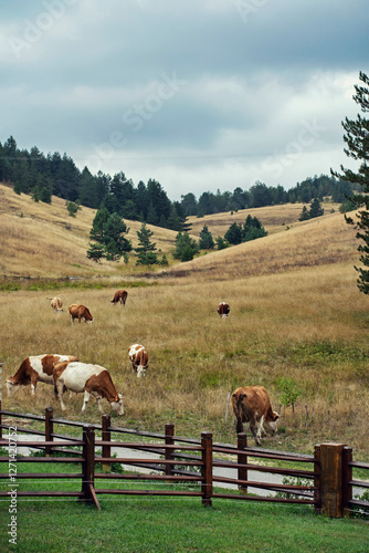 Free range cows grazing in the field photo