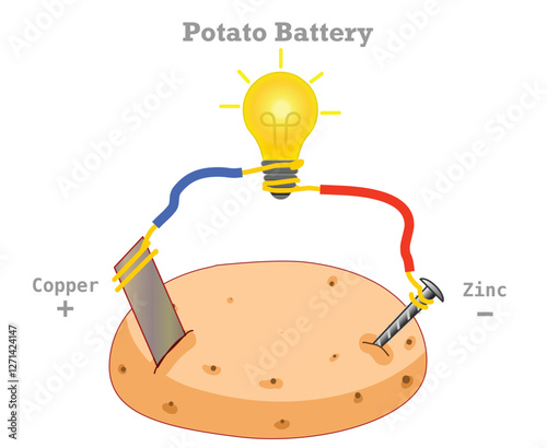 Potato battery parts model diagram. Electrochemical cell experiment. Copper and zinc electrodes inserted into a potato. Science homework test. Vector illustration