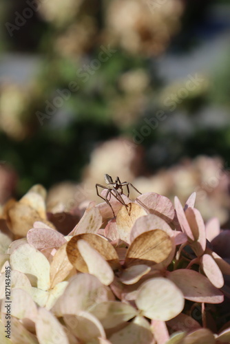 Spider sitting on hydrangea flower outdoor, close up.