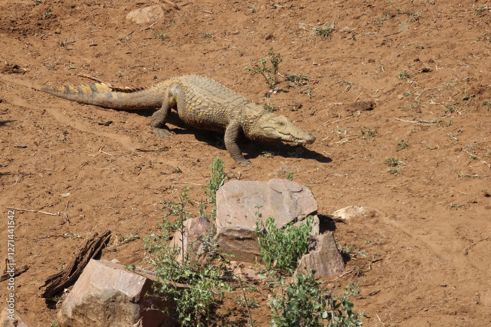 Nilkrokodil / Nile crocodile / Crocodylus niloticus Nilkrokodil / Nile crocodile / Crocodylus niloticus
