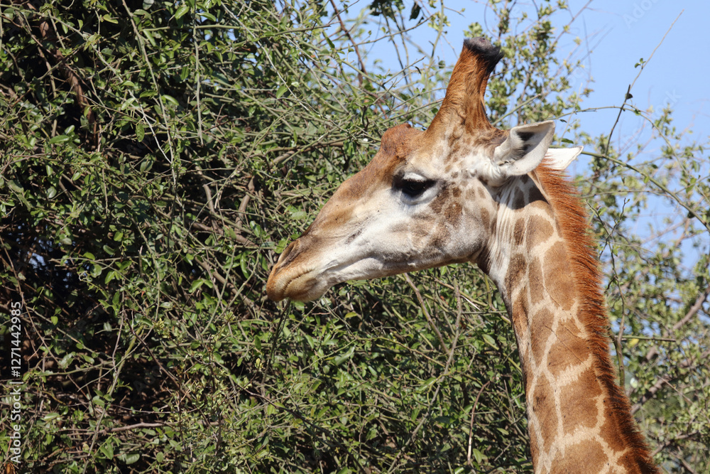 Obraz premium Giraffe / Giraffe / Giraffa camelopardalis