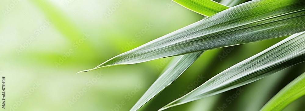 Obraz premium Delicate Bamboo Leaves with Soft Green Bokeh Background for Tranquil Nature Scene