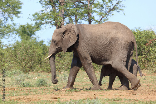 Afrikanischer Elefant   African elephant   Loxodonta africana