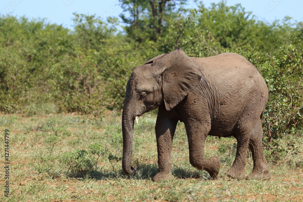 Afrikanischer Elefant / African elephant / Loxodonta africana Afrikanischer Elefant / African elephant / Loxodonta africana