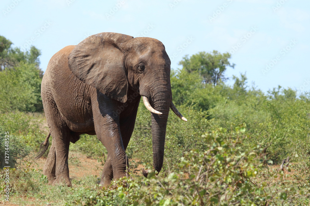 Afrikanischer Elefant / African elephant / Loxodonta africana Afrikanischer Elefant / African elephant / Loxodonta africana