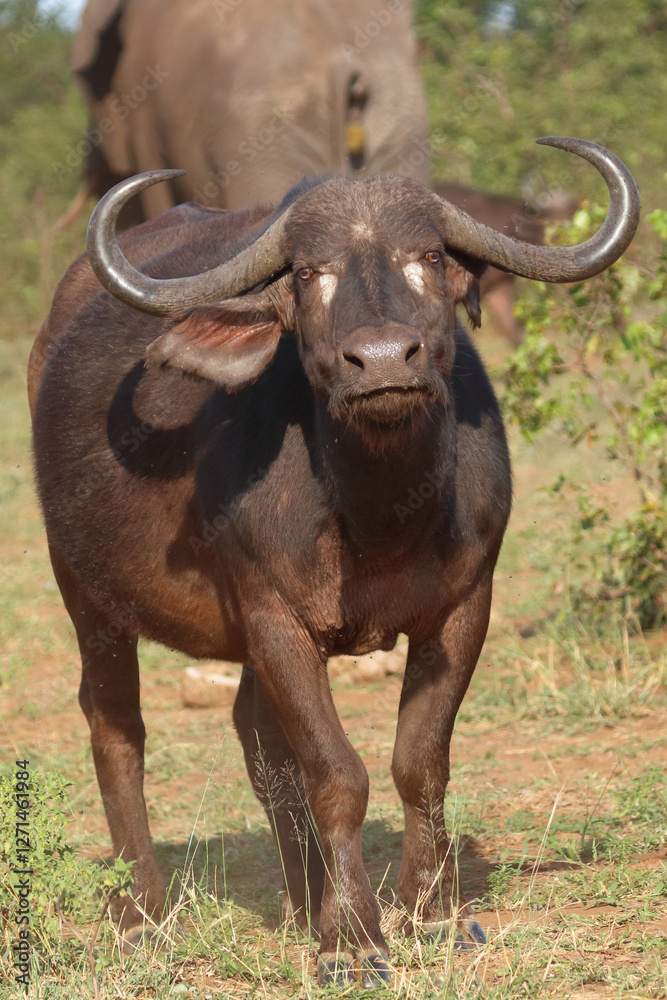 Kaffernbüffel / African buffalo / Syncerus caffer Kaffernbüffel / African buffalo / Syncerus caffer