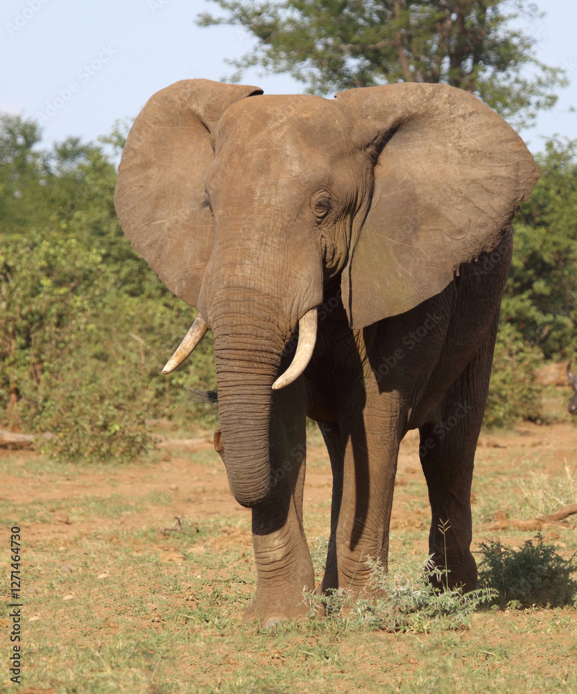 Obraz premium Afrikanischer Elefant / African elephant / Loxodonta africana