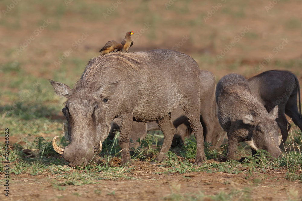 Warzenschwein und Gelbschnabel-Madenhacker / Warthog and Yellow-billed oxpecker / Phacochoerus africanus et Buphagus africanus..... Warzenschwein und Gelbschnabel-Madenhacker / Warthog and Yellow-billed oxpecker / Phacochoerus africanus et Buphagus africanus.....