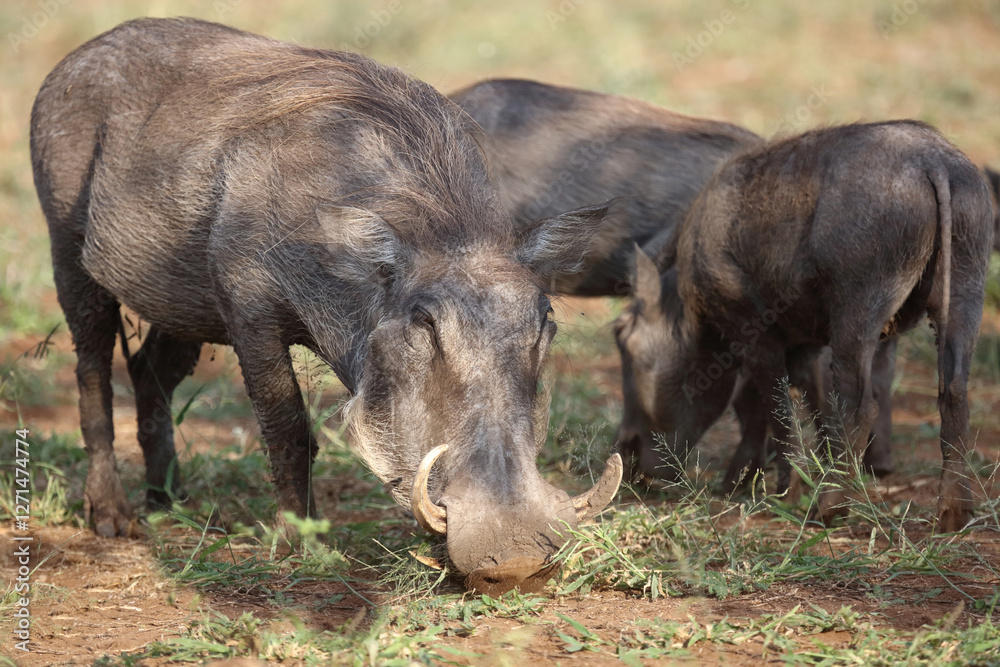 Warzenschwein / Warthog / Phacochoerus africanus.. Warzenschwein / Warthog / Phacochoerus africanus..