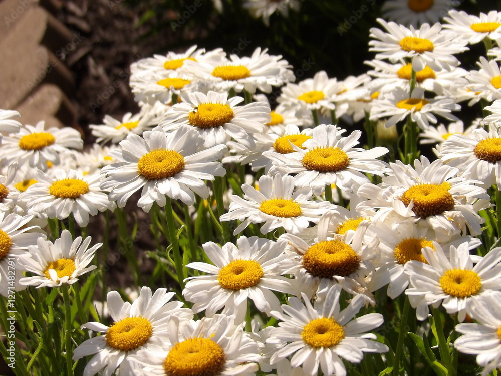 Fototapeta premium daisies in a garden