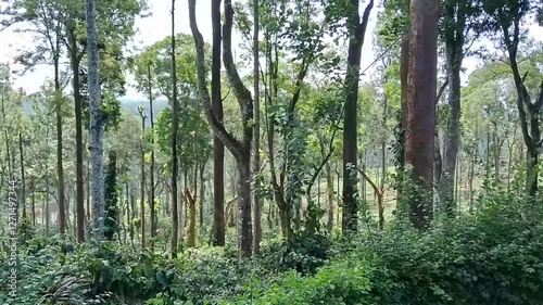 Coorg coffee estate, Karnataka, India