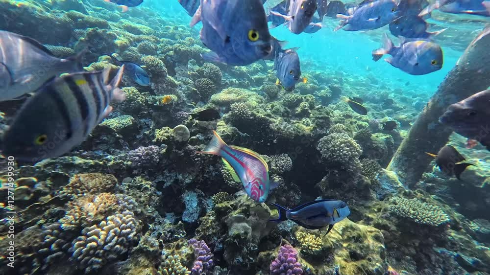 Snorkeling with the school of fish (Indo-Pacific sergeant - Abudefduf vaigiensis) and tropical coral reef. Underwater video with the fish and corals. Marine life and fish, travel footage.