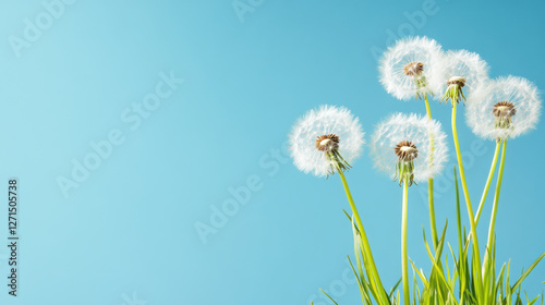 Delicate dandelions against clear blue sky serene nature background