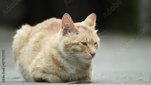 Lovely Chinese garden cat