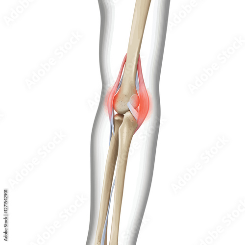 Anatomy and arthritis model