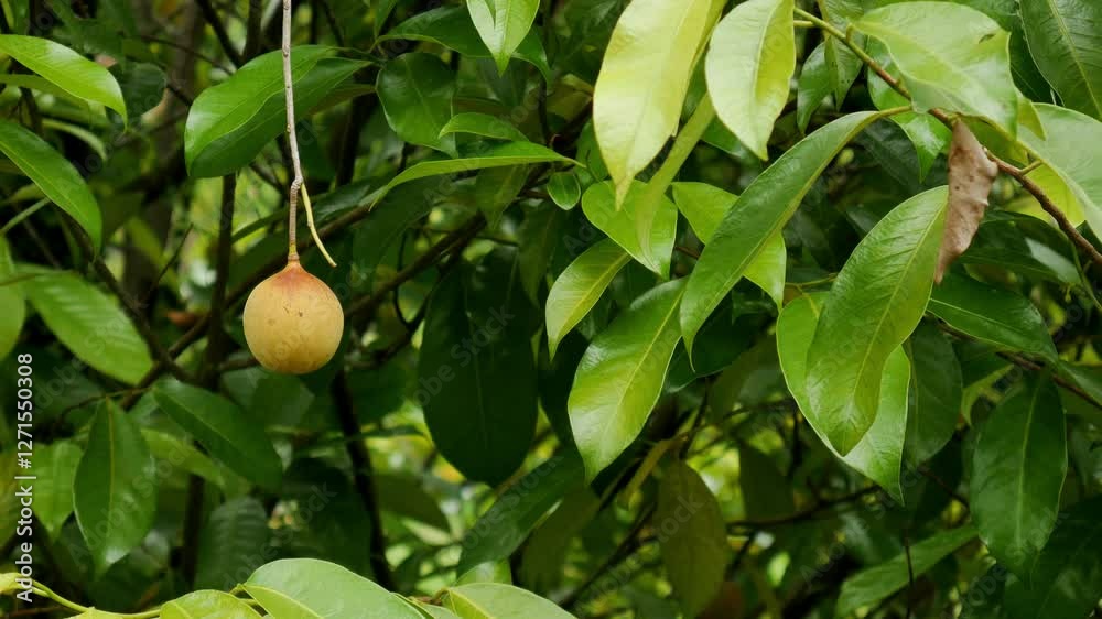 Small nutmeg fruit with bright yellow skin, hanging from a tree twig. On the right side, see dry brown leaves swaying slowly in the wind. Small nutmeg fruit with bright yellow skin, hanging from a tree twig. On the right side, see dry brown leaves swaying slowly in the wind.