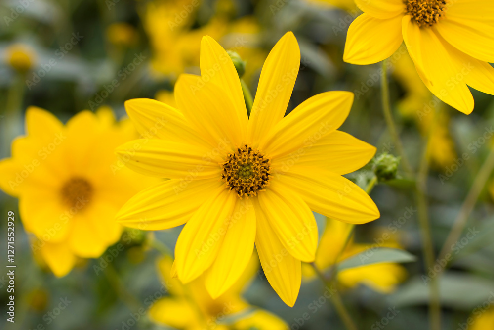 yellow flowers in a garden natural summer background, blurred image, selective focus