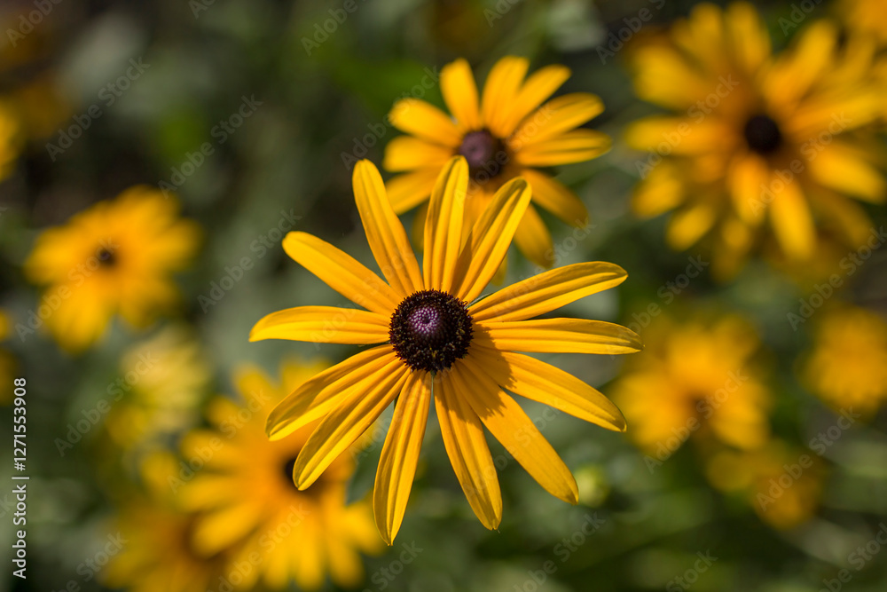 Flowers - Rudbeckia fulgida or Goldsturm in full bloom in the garden.