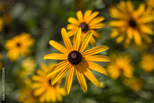Obraz na płótnie Flowers - Rudbeckia fulgida or Goldsturm in full bloom in the garden. w salonie