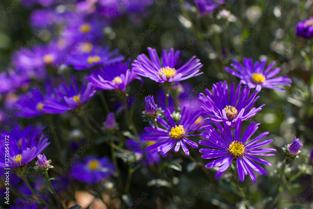 Aster amellus flowers - aster with dark purple blossoms - soft focus