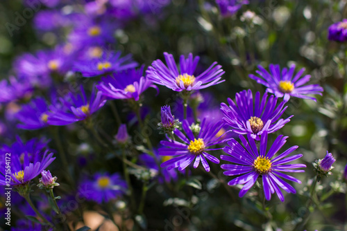 Obraz na płótnie Aster amellus flowers - aster with dark purple blossoms - soft focus w salonie