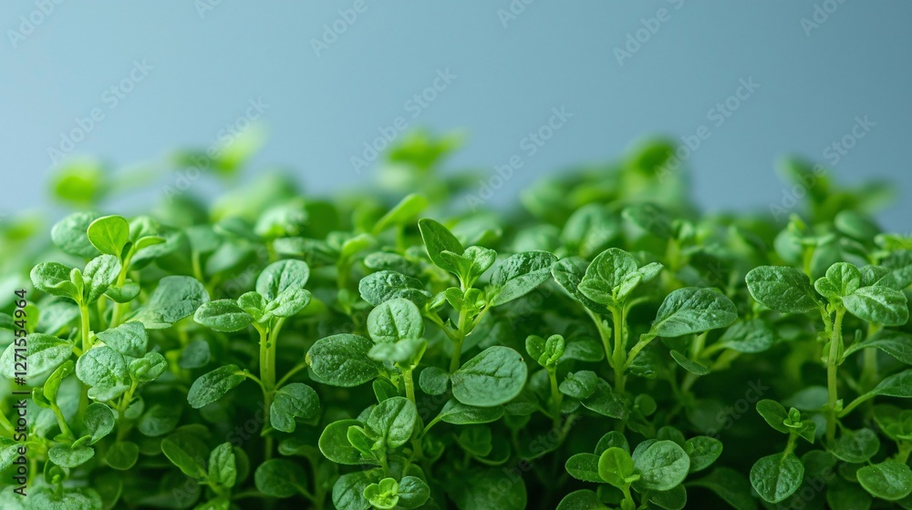 Fresh oregano sprouts, close-up, grey background, healthy herb growth, culinary use Fresh oregano sprouts, close-up, grey background, healthy herb growth, culinary use