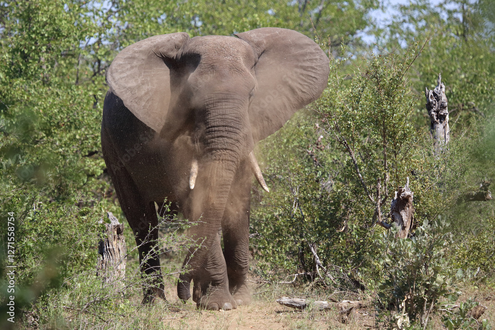 Obraz premium Afrikanischer Elefant / African elephant / Loxodonta africana