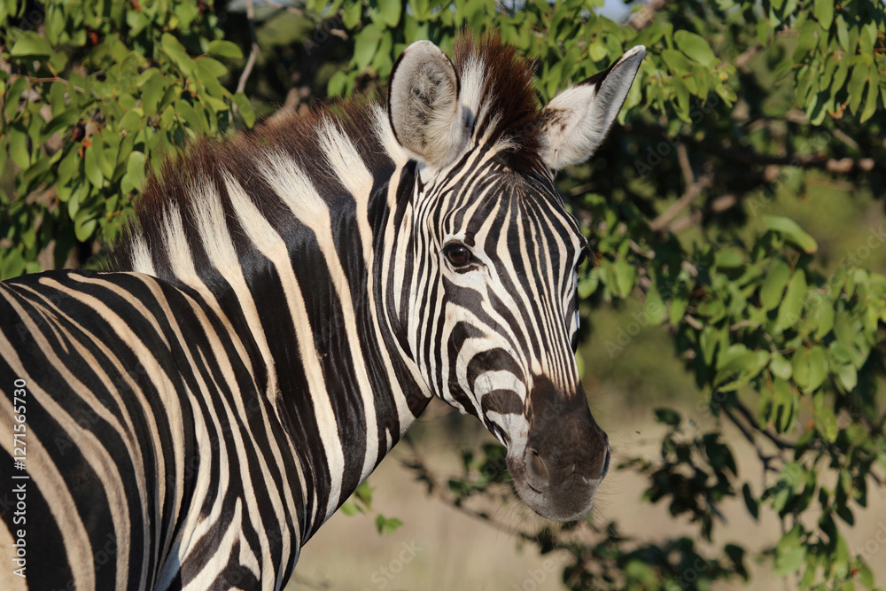 Naklejka premium Steppenzebra / Burchell's zebra / Equus quagga burchellii