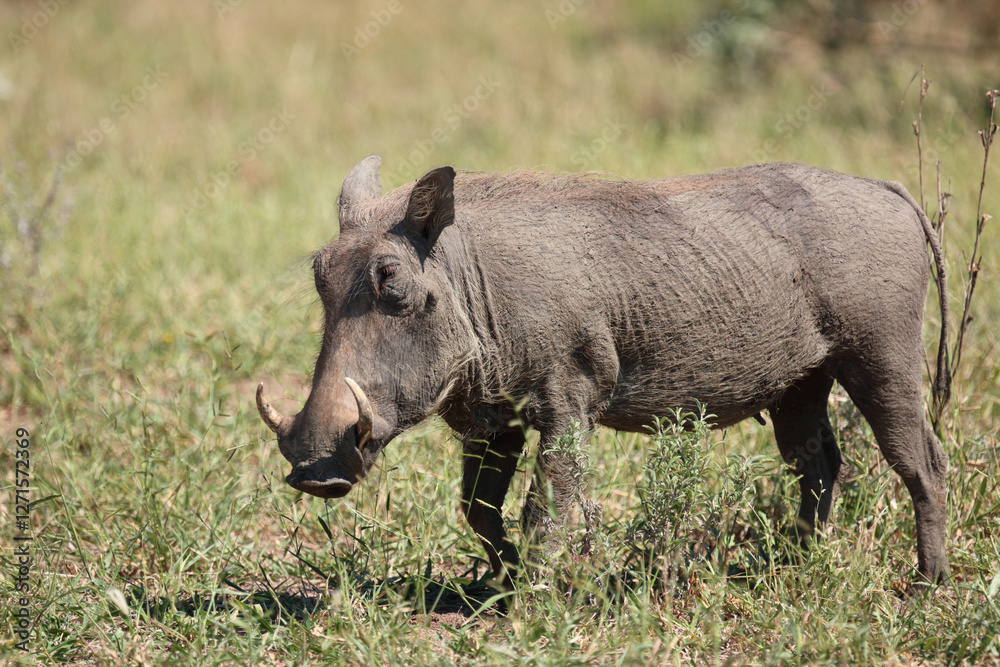 Warzenschwein / Warthog / Phacochoerus africanus.. Warzenschwein / Warthog / Phacochoerus africanus..